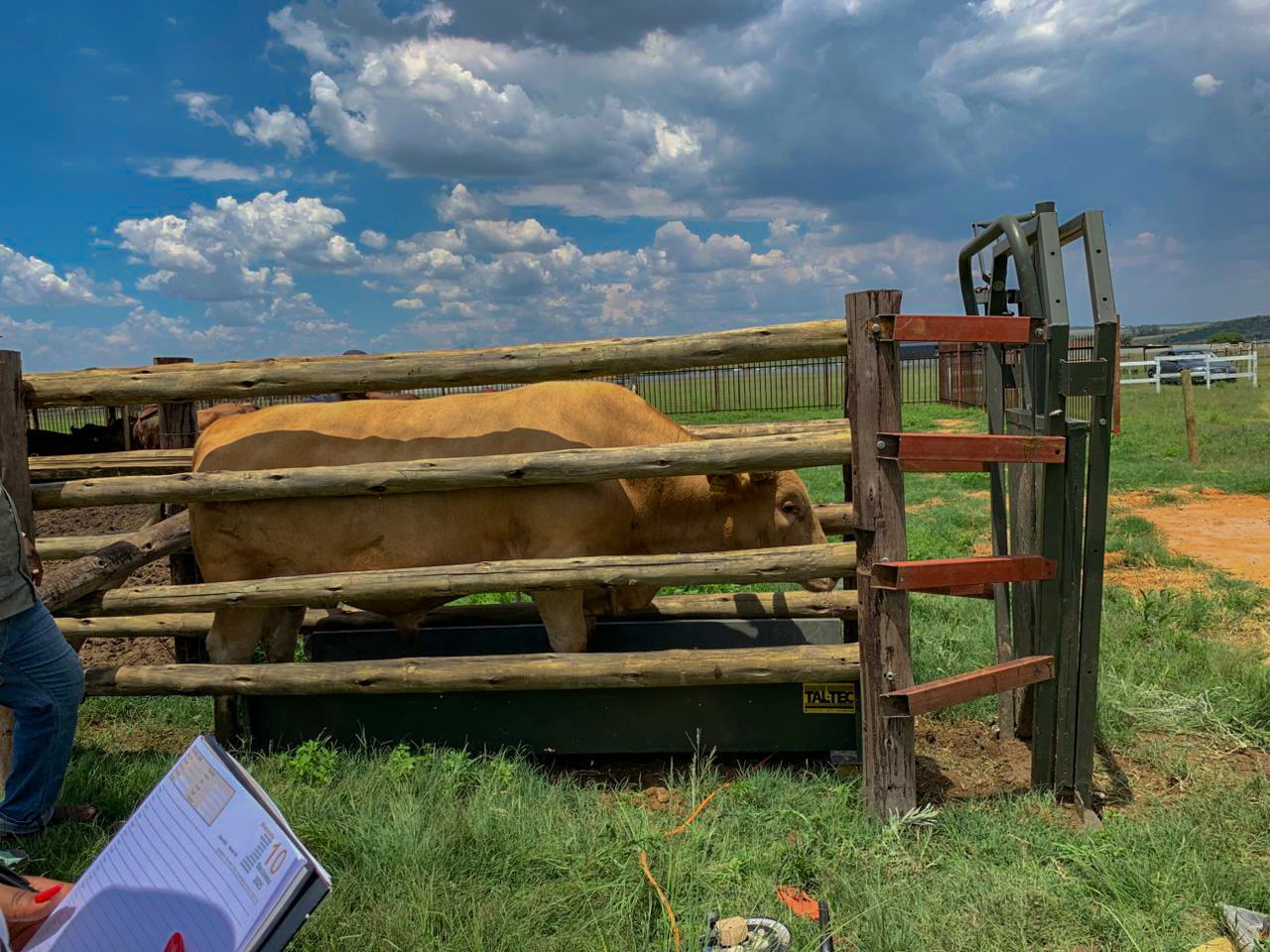 Cow Weighing