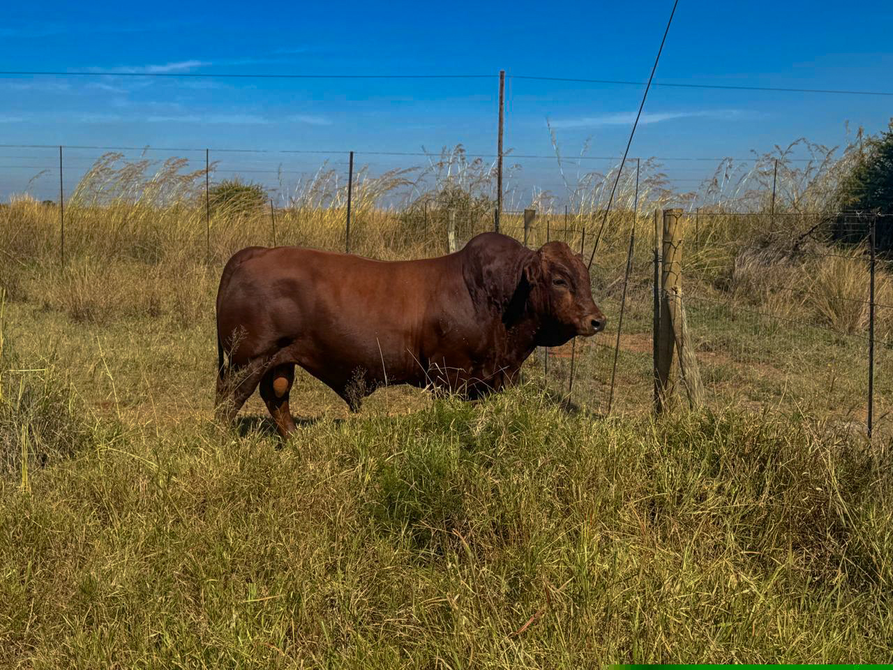 Bonsmara Breed