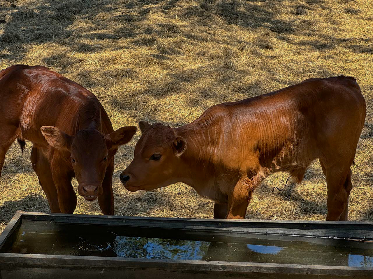 Newborn calves