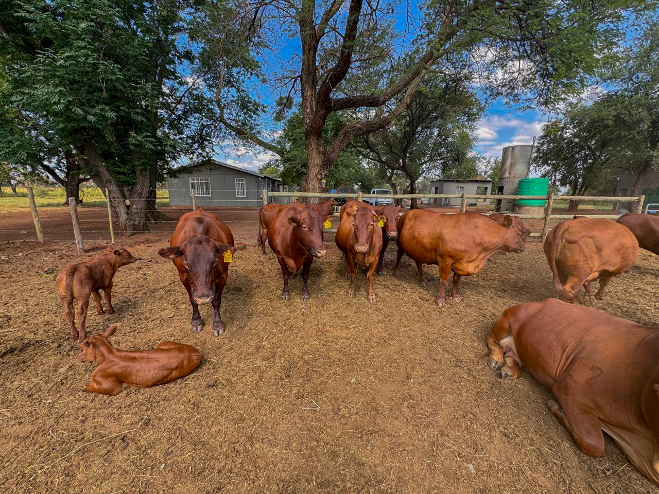Cattle and Calves
