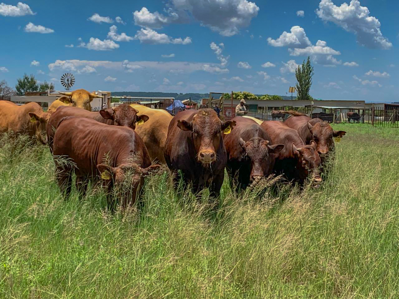 Cattle