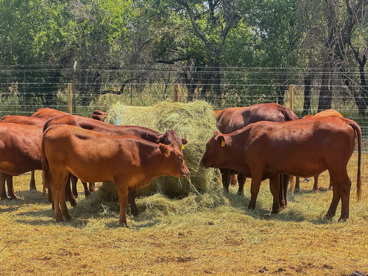 Market-ready cow