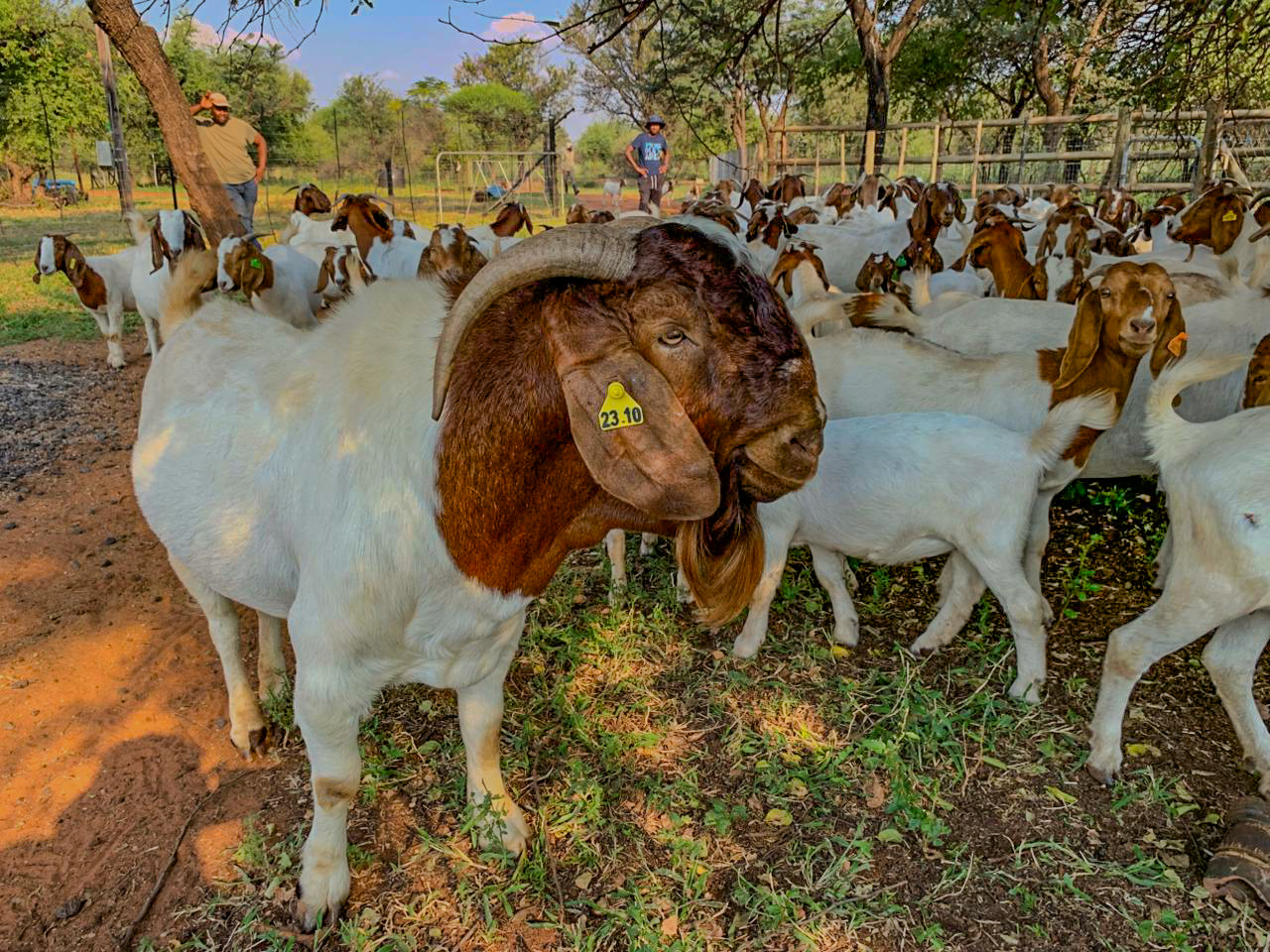 Quality Goats