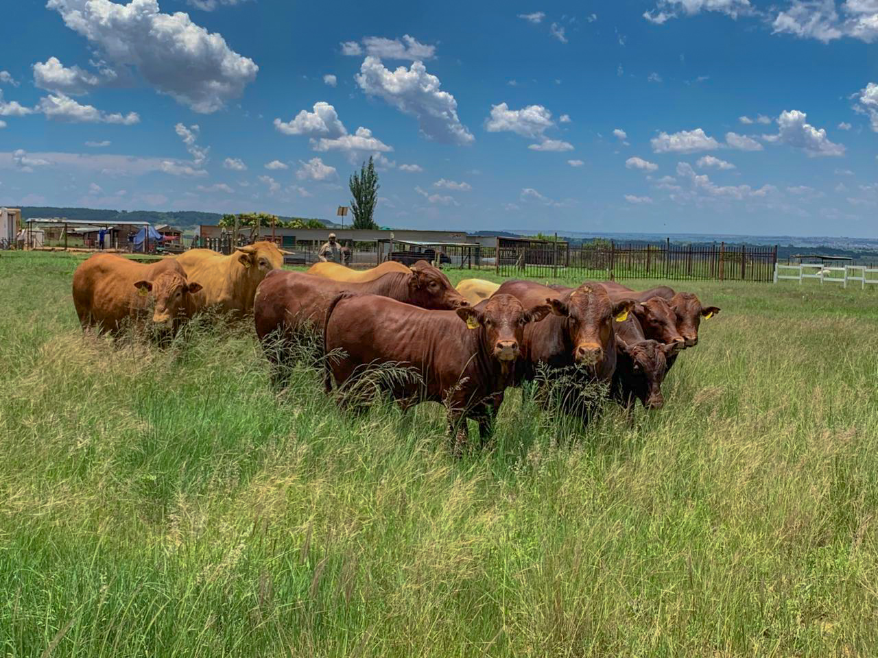 Healthy Herd